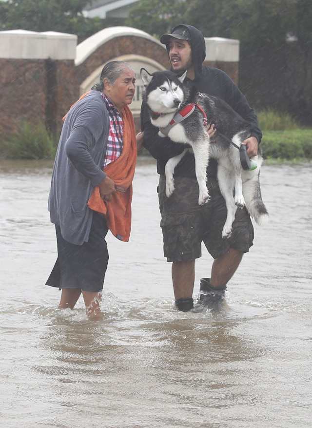 This young man holds a husky high above the dangerous waters while standing as the sole support of an elderly woman in the turbulent waters.