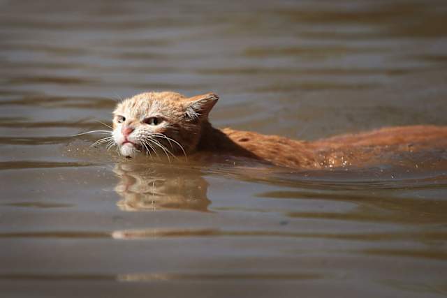This cat is forced to swim for safety in the murky flood waters and is none too pleased about it.