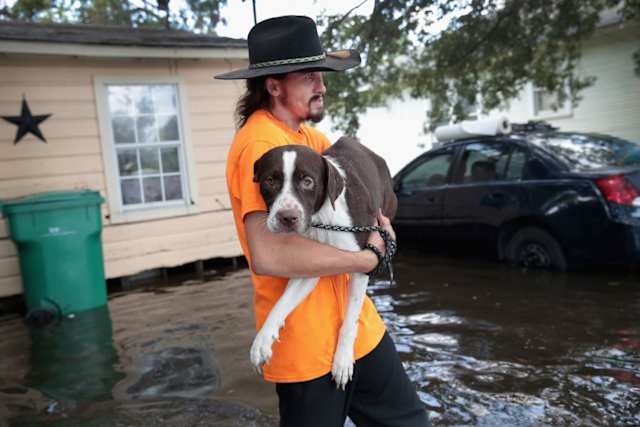 Finally, it is the puppies' larger friend's turn to be carried out of the flood waters.
