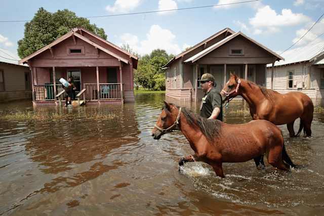 These two horses are led out of the flood and onward to safety.