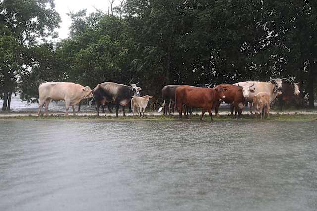 This small herd of cattle managed to make it to higher ground, but without a pasture to go to, their prospects may be bleak.