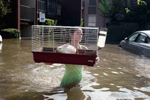 This little rabbit is carefully carried over the waters by its owner.