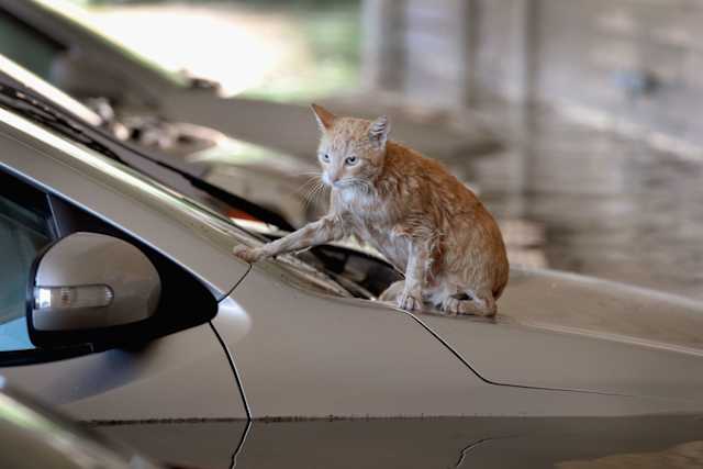 This soaking cat finally finds a solid place to rest on the hood of a car.