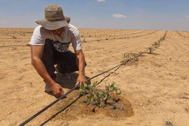Drip irrigation.