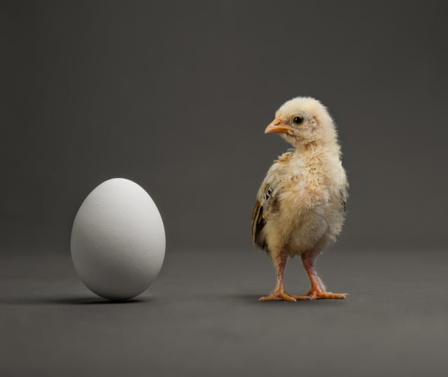 Entonces, según la teoría de la evolución, las mutaciones que dieron lugar a la gallina, primero debieron darse en el huevo.