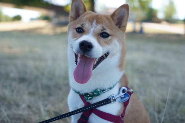 Haru ist ein neun Monate altes Shiba-Inu-Mädchen aus Mönchengladbach. Laut ihrem Frauchen Midori Takagi lächelt sie immer, wenn sie fotografiert wird. Ihr Name bedeutet auf Japanisch "Frühling".