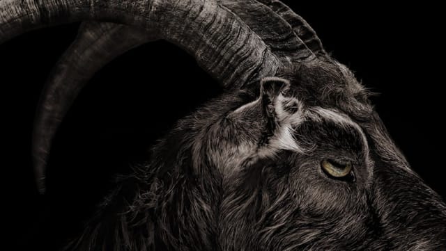 Una de las formas más comunes de representar a Satanás, El Diablo, Satán, Lucifer, Belcebú, el ángel caído o la bestia, es con una cabra.