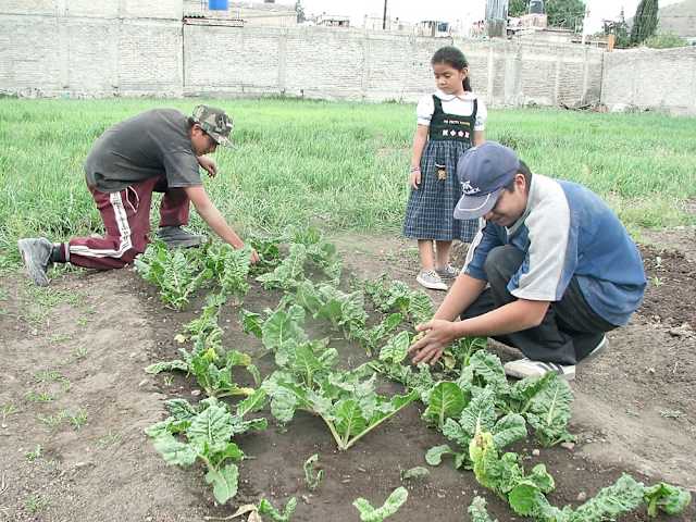 Los huertos familiares ya existen en el Estado de México. Habitantes de escasos recursos de Chimalhuacán se han convertido en granjeros comunitarios, pues han comenzado a sembrar y cosechar sus propios alimentos en huertos familiares.
