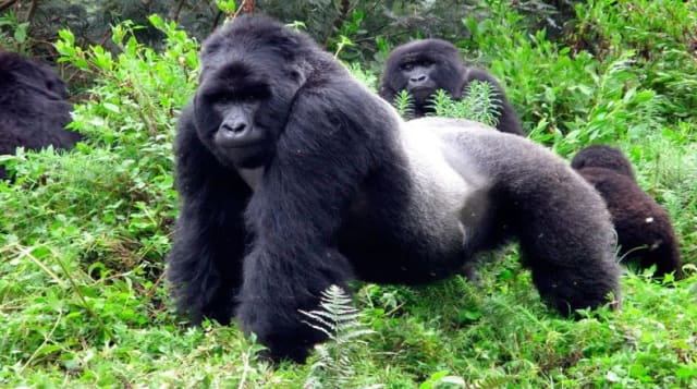 El gorila es un primate mamífero y herbívoro. Se encuentra en esta lista por la caza indiscriminada que sufre año tras año, sobre todo en la República Democrática del Congo. De esta especie solo quedan 5.000 ejemplares a nivel mundial y se estima que, de no frenarse esta práctica criminal en su contra, difícilmente llegará a mediados del año 2019. 