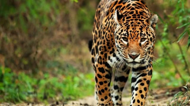 El jaguar es un bellísimo carnívoro félido cuya existencia es amenazada por la invasión humana en su hábitat en el mundo entero. Es una especie vulnerable ante los embates de la industrialización y la construcción de complejos urbanísticos, así como también la deforestación de su medio ambiente. 