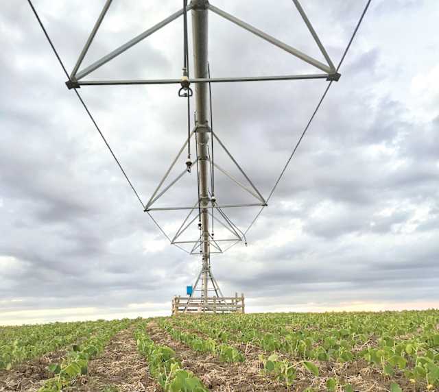 Oleaginosa cultivada nas terras baixas do Estado consolida integração com pecuária e tem a vantagem competitiva de estar próxima do porto de Rio Grande 