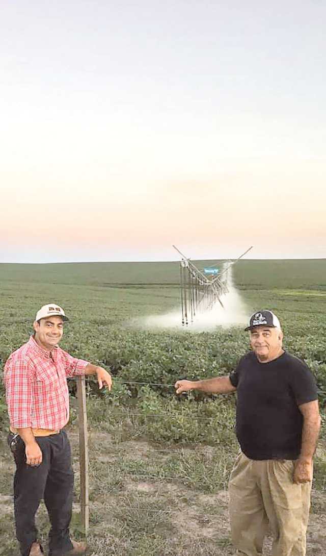 Gabriel e Sérgio Fernandes na lavoura cultivada pela família em Pedras Altas, onde a colheita na área irrigada foi de 78 sacos por hectare na safra passada 