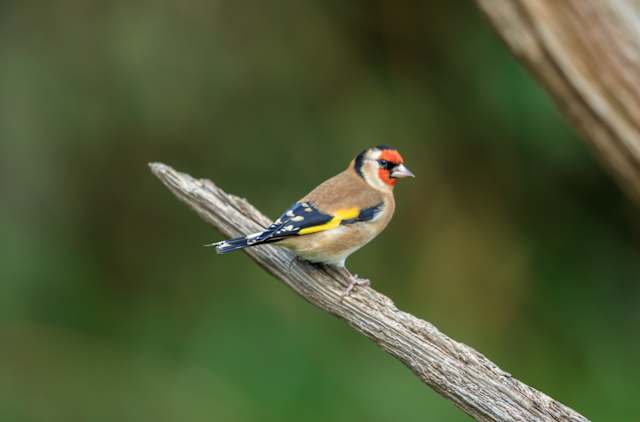 Fontainebleau Ce Petit Oiseau En Danger Dextinction Sest