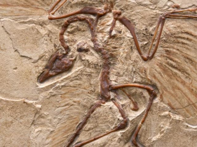 Archaeopteryx, vivió en el periodo Jurásico Superior hace unos 150 millones de años, en lo que hoy es el sur de Alemania. Representa el eslabón dinosaurio-ave.- 
