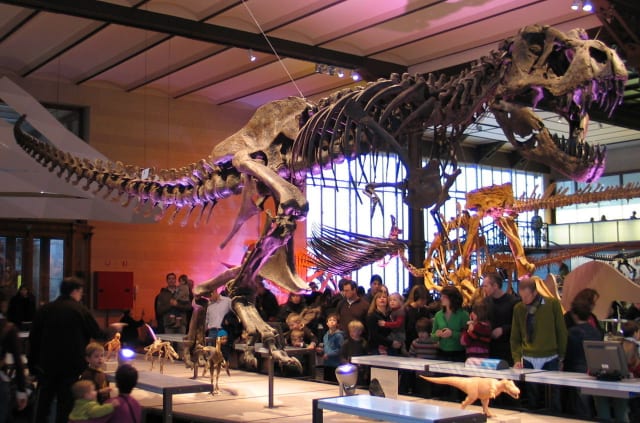 Tyrannosaurus rex (réplica del espécimen BHI 3033, o "Stan") en el  Real Instituto Belga de Ciencias Naturales  en Bruselas, Bélgica.- 