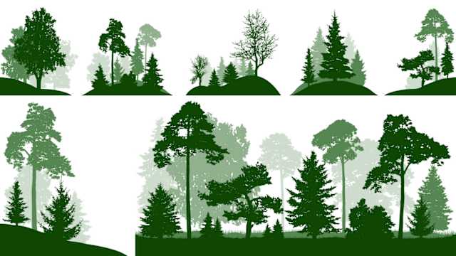 En el día, los árboles generan oxígeno, absorben dióxido de carbono y así ayudan a limpiar el aire, a su vez, benefician a las personas, a las plantas y a los animales por todo el trabajo invisible que realizan como almacén de carbono, actúan también como un controlador del clima. Un mundo sin árboles implicaría la muerte de muchos seres vivos así como la contaminación del ambiente. Se estima que el 30 por ciento de superficie terrestre está cubierta por árboles, pero sólo en una década se pierden hasta siete millones de hectáreas de árboles, es de importancia que para preservar la conservación de los bosques tomemos conciencia de dónde vienen las cosas que consumimos y qué impacto brindan estos al medio ambiente.