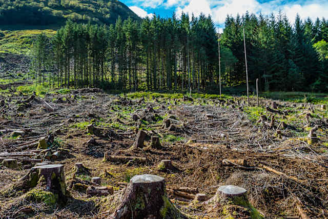 La deforestación se traduce en la extinción de los bosques del mundo, cada año al menos 13 millones de hectáreas de bosques son talados, hecho que causa mayor contaminación universal, la tala de árboles y bosques, muchas veces, se convierte en parte del problema del cambio climático. Cuando se talan árboles por su madera o para combustible (o cuando se queman los bosques para la agricultura) su CO2 almacenado se libera al aire y de esta manera genera que el planeta se caliente, el calentamiento del planeta origina que ocurran fenómenos naturales que amenazan la existencia humana. Es importante evitar la deforestación.