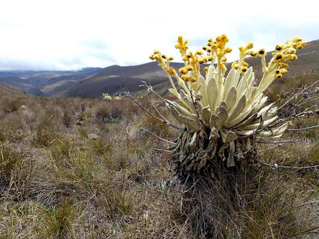 Colombia cuenta con 68 especies endémicas y el país es la segunda nación, después de Venezuela, en albergar mayor diversidad de frailejones. Esta planta es clave para la captura de agua que alimenta a los embalses.