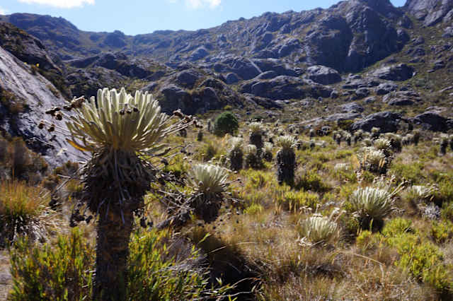 Este dato indica que, aunque son apenas menos del 3 por ciento de territorio del país, albergan el 17 por ciento de diversidad de flora del país.