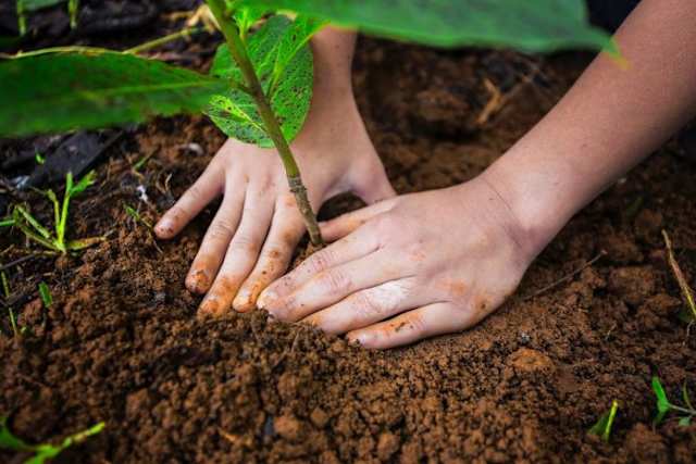 La siembra de cientos de árboles está contemplada no solo para el Parque Metropolitano Guaymaral sino para todo el proyecto Ciudad Lagos de Torca. Es parte del planteamiento ambiental que propone la Alcaldía de Bogotá. 