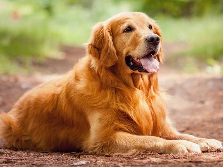 Ideas For Golden Retriever Names