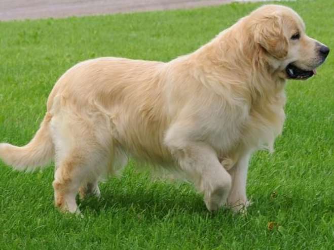 Ideas For Golden Retriever Names