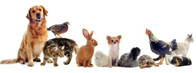 Polish Christmas traditions include a legend that at midnight on Christmas Eve, animals gain the power to speak. Only people who are pure of spirit can hear them, though!