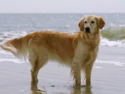 Ideas For Golden Retriever Names